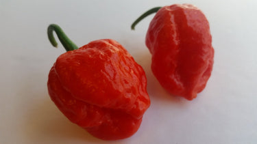 Super Hot Beast - Seeds - The Pepper Pantry (Formerly Marie Sharp's)